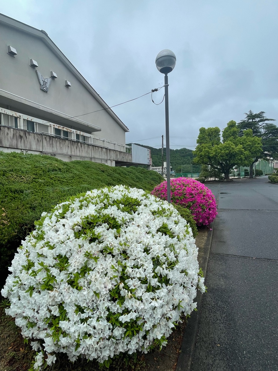 ツツジアップ